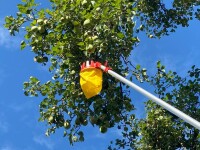 WOLF-Garten Obstpflücker + Stiel RG-M/ZM-V3 3