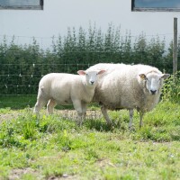 Kellfri Schafzaun 100 m x 1,2 m x 2/2,5 mm
