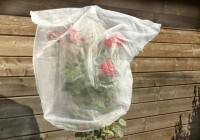 floraworld Rosenhaubenvlies 5er Set 0,8x gallery