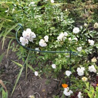 floraworld Staudenstütze 100 cm grün 3