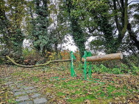 Timber Croc Holzhalter / Stammhalter "Saw Horse" 4